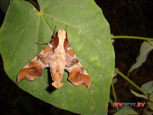 Callionima falcifera