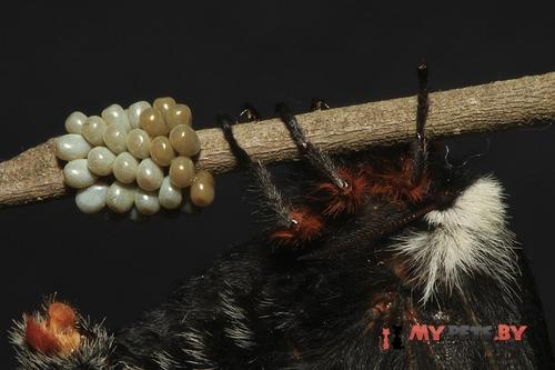 Hemileuca maia