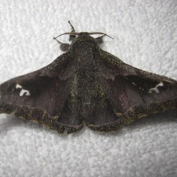 Ludia orinoptena