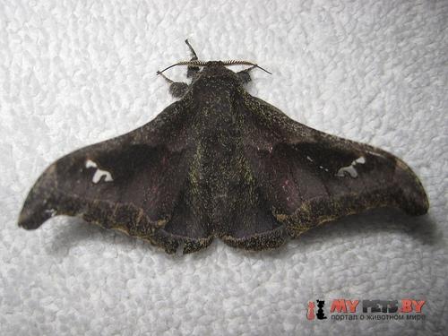 Ludia orinoptena