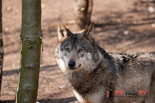 Canis lupus