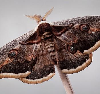 Saturnia spini