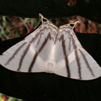 Therinia stricturaria