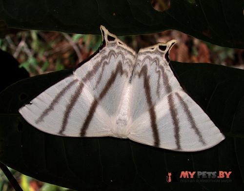 Therinia stricturaria