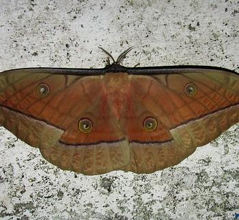 antheraea roylei