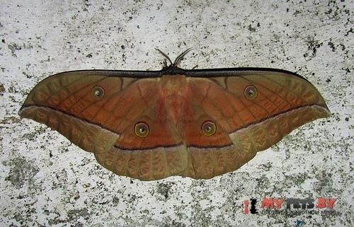Antheraea roylei