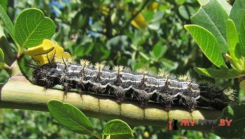 Hemileuca eglanterina