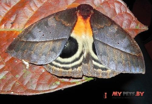 Automeris niepelti