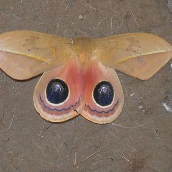Pseudautomeris brasiliensis