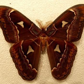 Attacus dohertyi