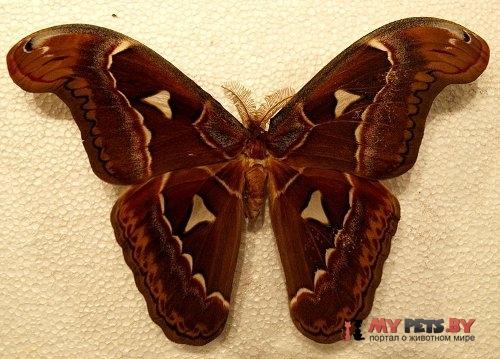 Attacus dohertyi