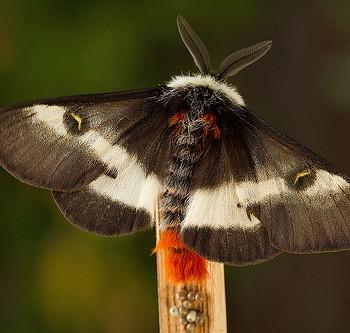 Hemileuca maia