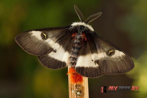 Hemileuca maia