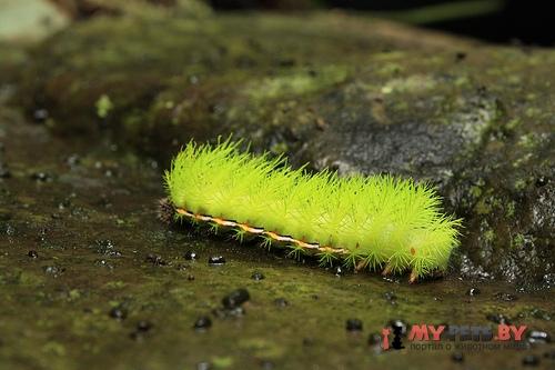 Automeris belti