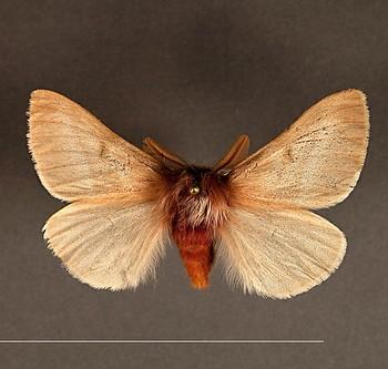 Hemileuca oliviae