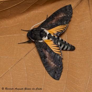 Isognathus caricae