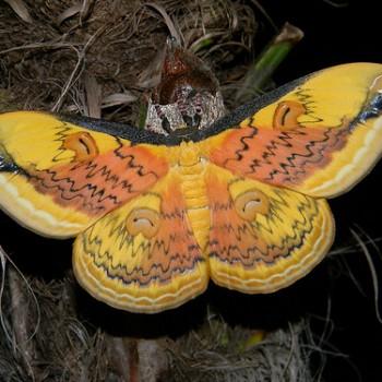 Loepa oberthuri