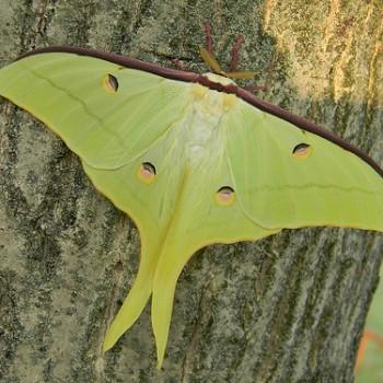 actias mortoni