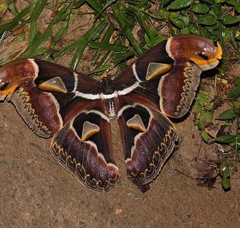 Archaeoattacus edwardsii