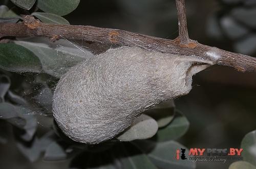 Eupackardia calleta
