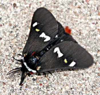 Hemileuca grotei