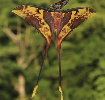 actias philippinica