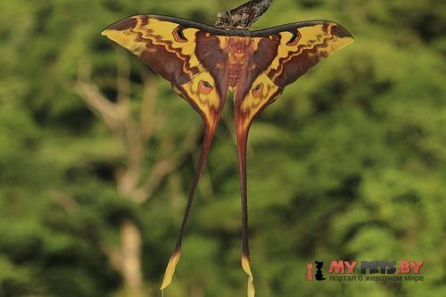 Actias philippinica
