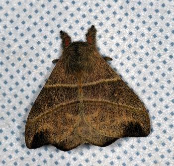 Hylesia lineata