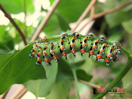 Eupackardia calleta
