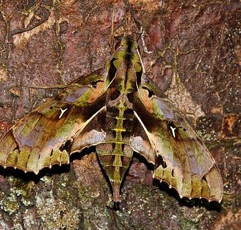 Hemeroplanes ornatus