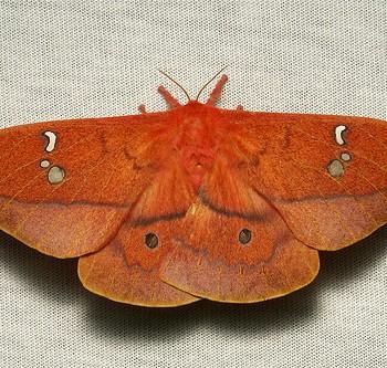Cricula jordani