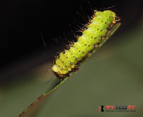 Actias sinensis