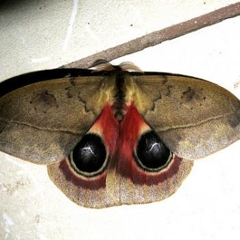 automeris janus