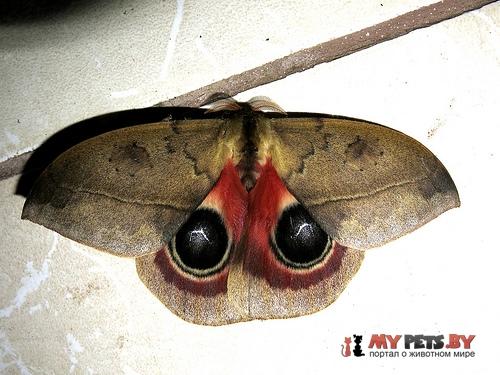 Automeris janus