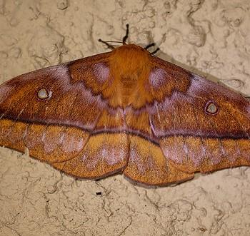 Gonimbrasia belina