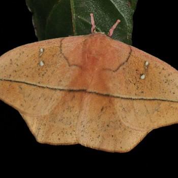 Lonomia electra