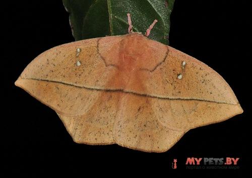 Lonomia electra