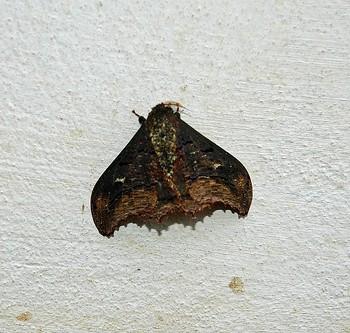 Micragone agathylla