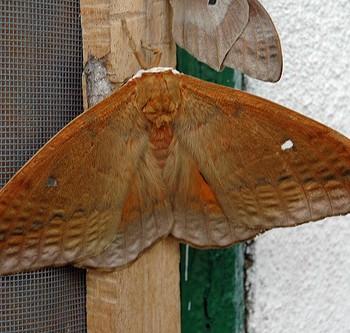 Pseudobunaea alinda