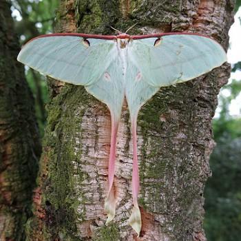 actias dubernardi