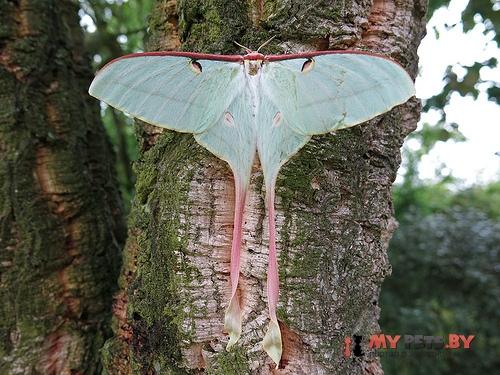 Actias dubernardi