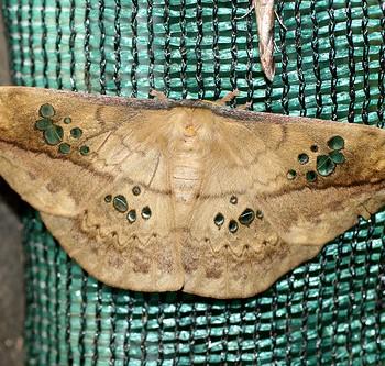 Copaxa escalantei
