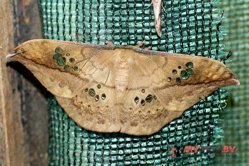 Copaxa escalantei