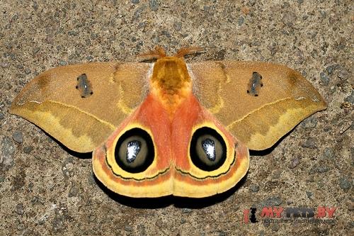 Automeris banus