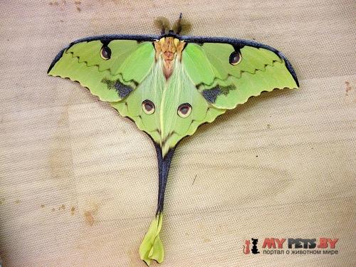 Argema mimosae