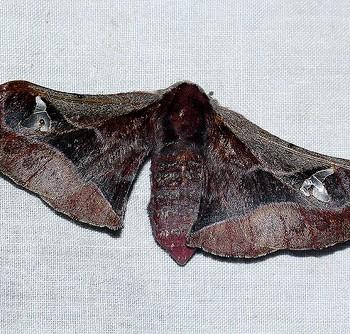 Holocerina smilax