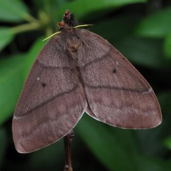 Periphoba arcaei