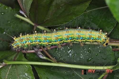 Eriogyna pyretorum