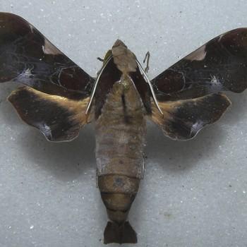 Callionima nomius