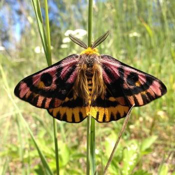 Hemileuca eglanterina